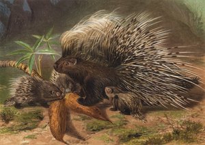 Porcupine by European School